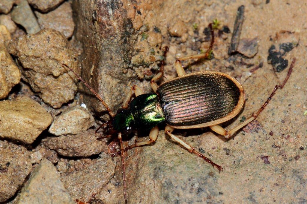 Carabidi da id: Chlaenius velutinus velutinus